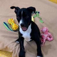 Photo of Cookie