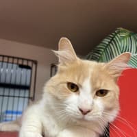 Photo of Odie