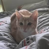 Photo of Scotch