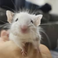 Photo of Mr. Mouse