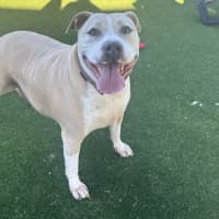 Photo of Spud Imp 1305