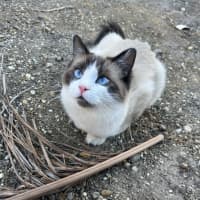 Photo of Bobo 