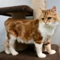 Photo of Laddy / Cat 29
