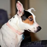 Photo of Lola (Was Honey)