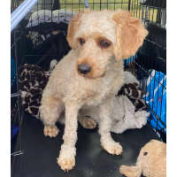 Photo of Pippin