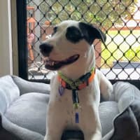 Photo of Roger   2 Year Old Bull Arab X