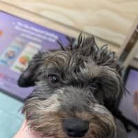 Photo of Oreo