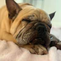 Photo of Rubble *$350 Adoption Fee*