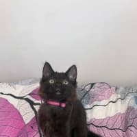 Photo of Lychee