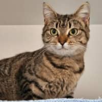 Photo of Maple