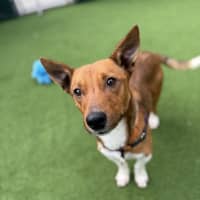 Photo of Scout (Was Mr Fox With The Socks)