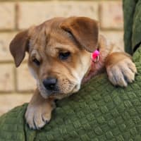 Photo of Dolly
