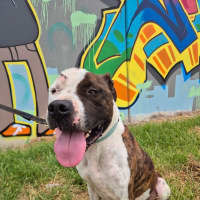 Photo of Loki (67932)