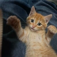 Photo of Wasabi