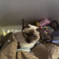 Photo of Jemina   Ragdoll Cross