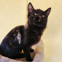 Photo of Jet