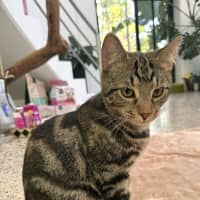Photo of Durkis Maximus