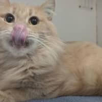 Photo of Sunkist