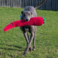 Photo of Amor The Greyhound