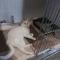 Photo of Special Needs Papa