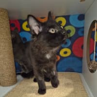 Photo of Luciano **2nd Chance Cat Rescue**
