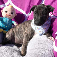 Photo of Cora