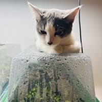 Photo of Rice   Located In Northcote