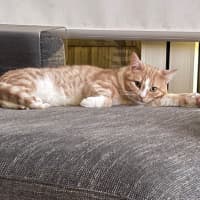 Photo of Toastie