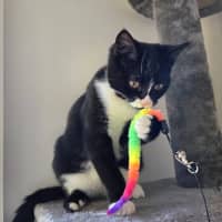 Photo of Reggie (Was Bella)