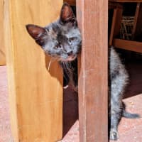 Photo of Fable