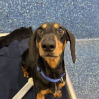 Photo of Dodge
