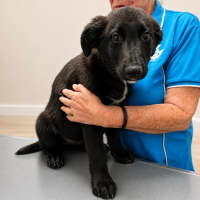 Photo of Hermes