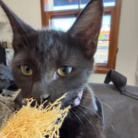 Photo of Star