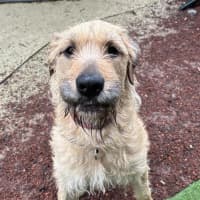 Photo of Penny