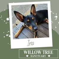 Photo of Iris