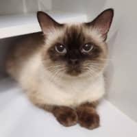 Photo of Beans Von Whiskers