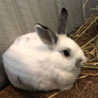 Photo of Topaz