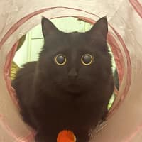 Photo of Luna