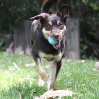 Photo of Bronte