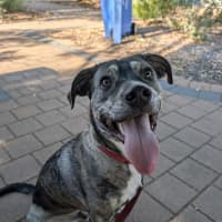 Photo of Pixel
