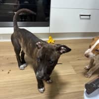 Photo of Tide (Milo)