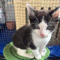 Photo of Mango Passion