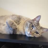 Photo of Luna Blue Eyes