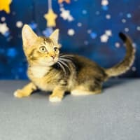 Photo of Bob   Located In Preston 