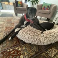 Photo of Dashi, The Greyhound