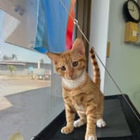 Photo of Garfield