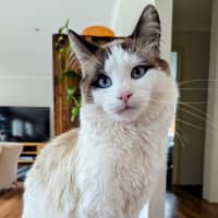 Photo of Tobi