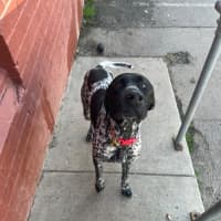 Photo of Murphy