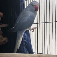 Photo of Jimbo