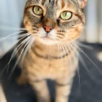 Photo of Zelda